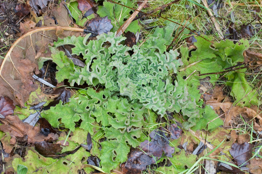 Lungo le sponde - Verbascum sinuatum